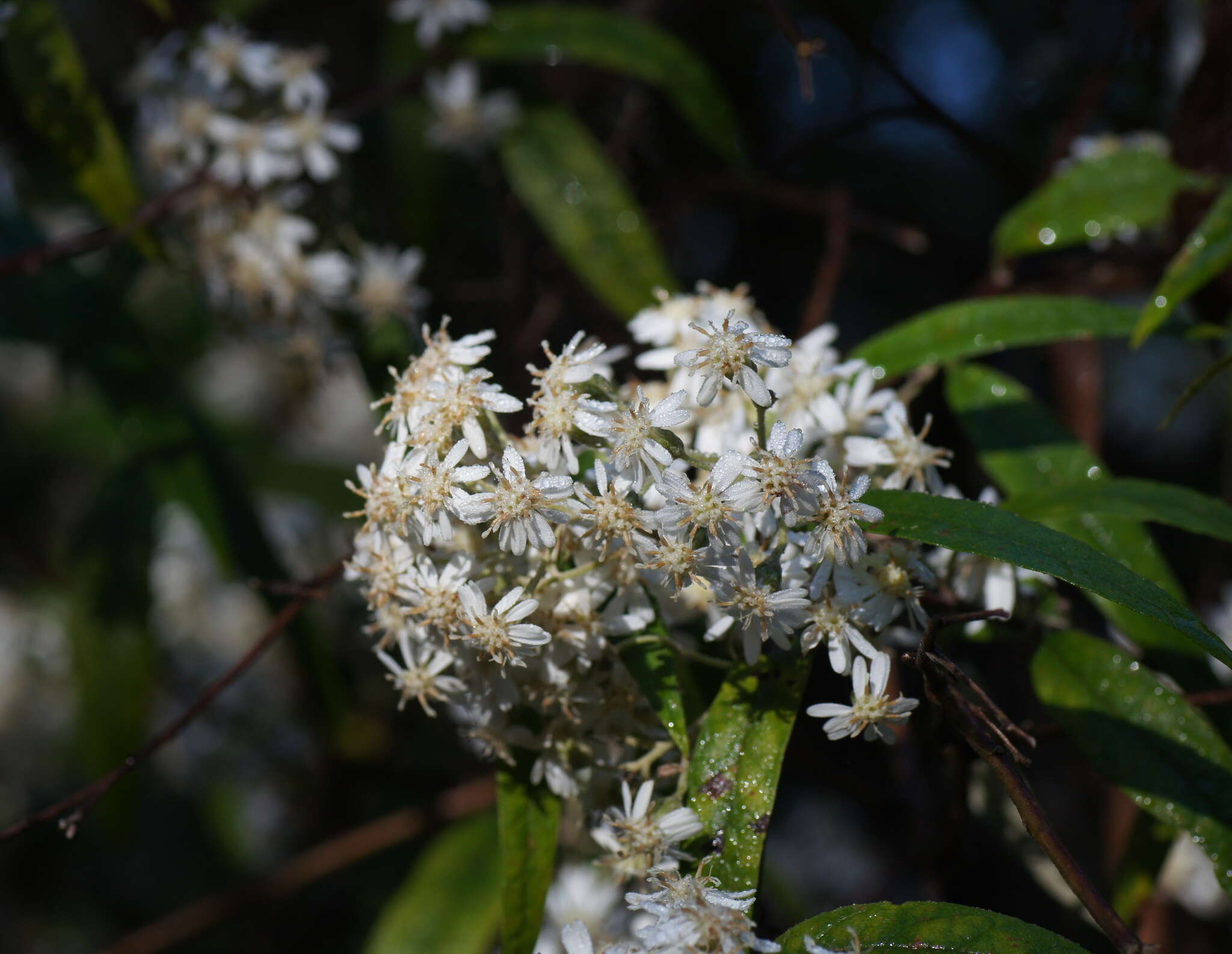 Image of Olearia lyrata (Sims) Hutch.