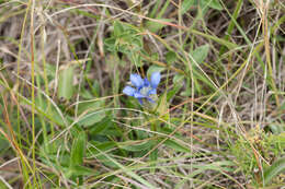 Image of Parry's gentian