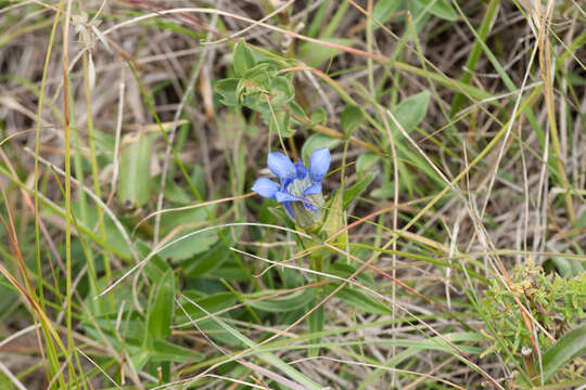 Image of Parry's gentian