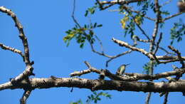 Image of Antillean Mango