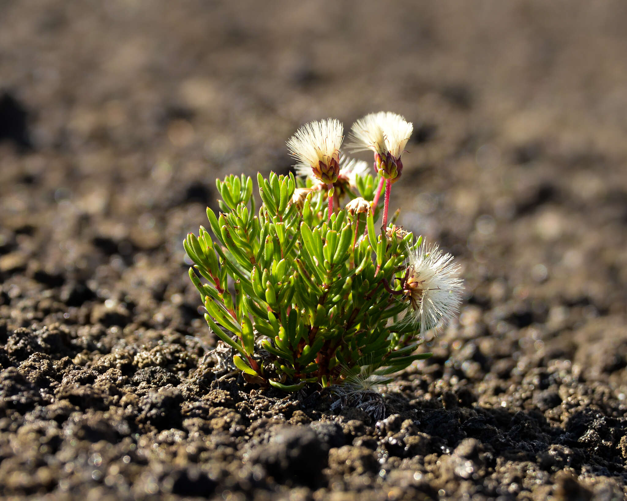 Image of Baccharis nivalis (Wedd.) Sch. Bip.