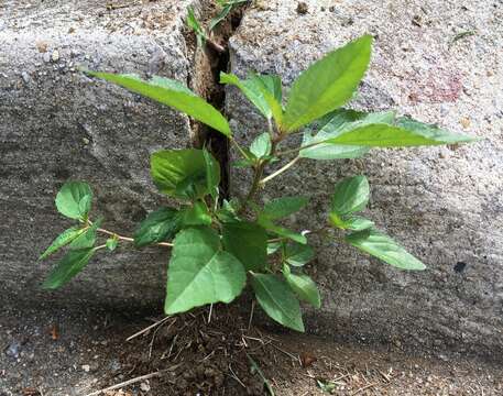 Imagem de Acalypha virginica L.