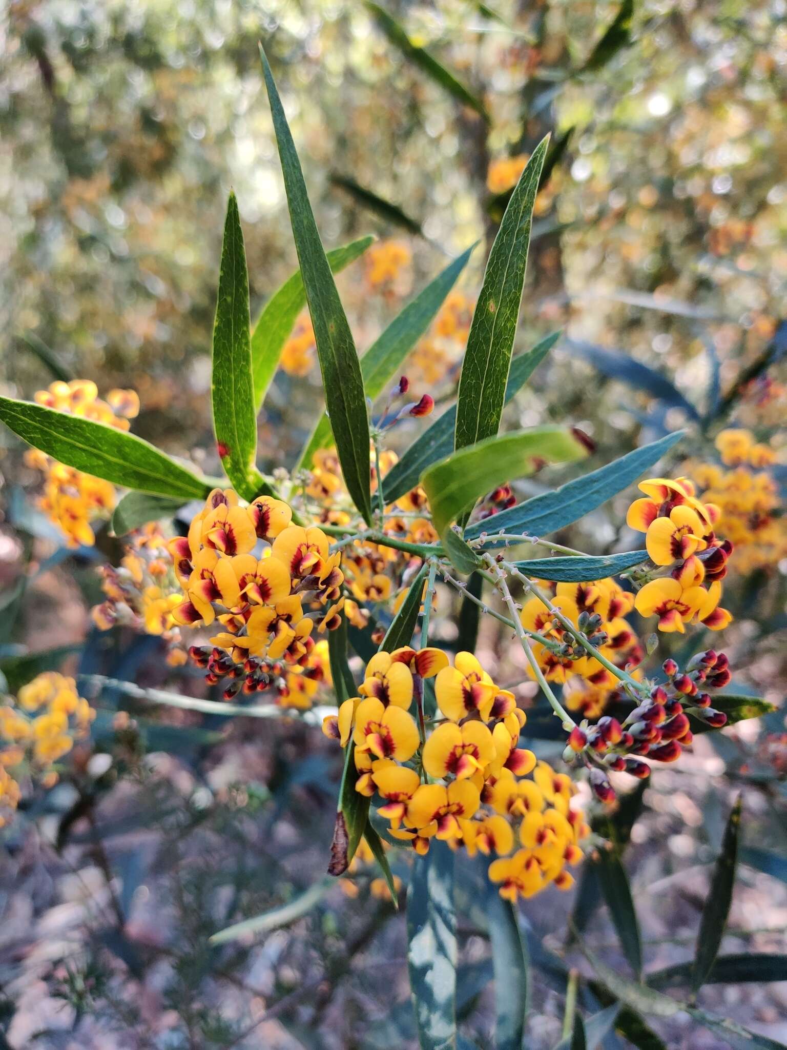 Imagem de Daviesia corymbosa Sm.