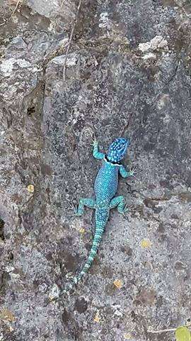 صورة Sceloporus minor cyaneus Treviño-saldaña 1988