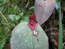 Image of Pleurothallis giraldoi Luer