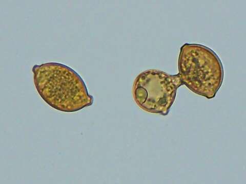 Image of Botryobasidium simile Hol.-Jech. 1969