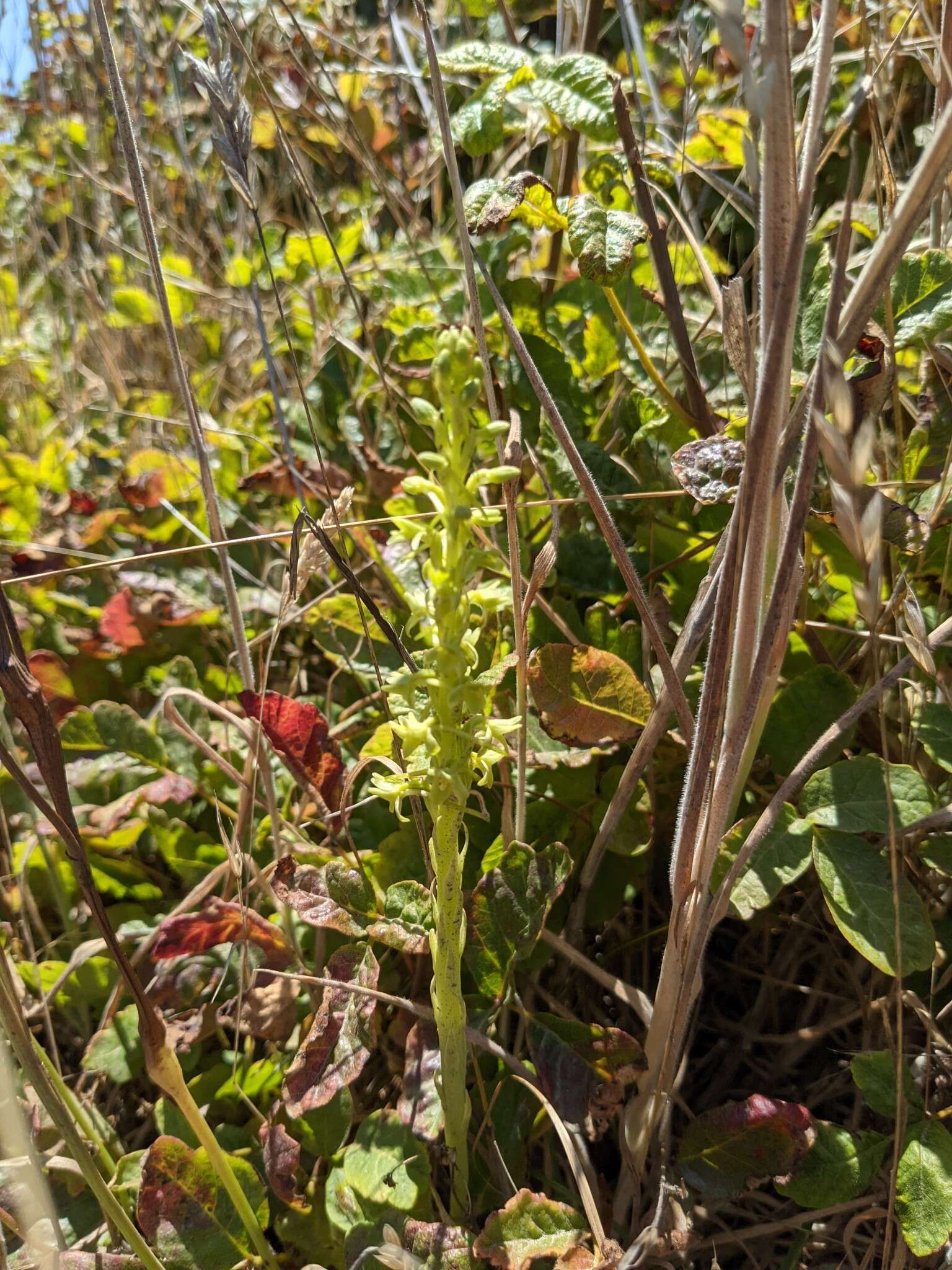 Image of Michael's rein orchid