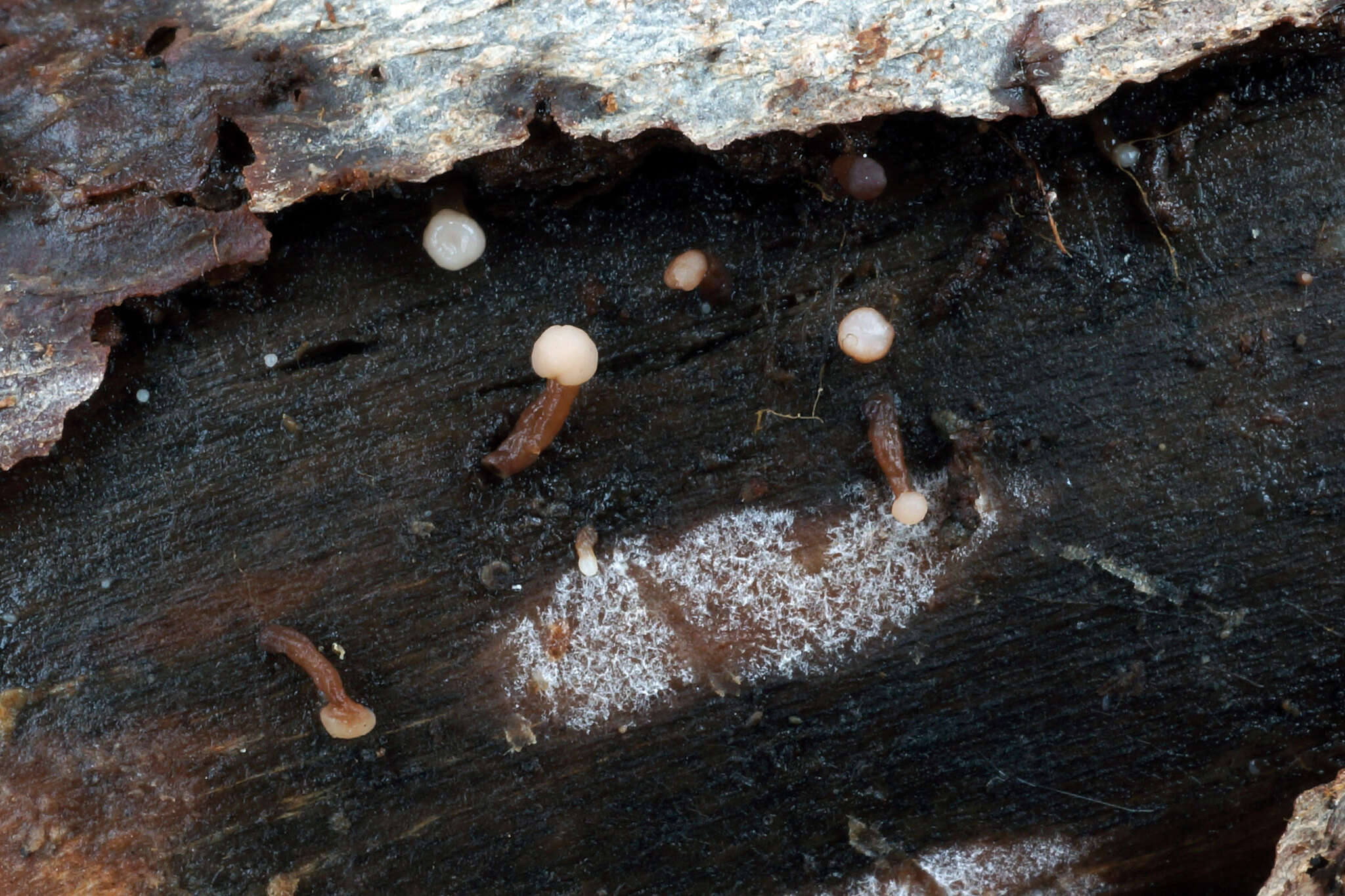 Image of Neocudoniella albiceps (Peck) Korf 1971