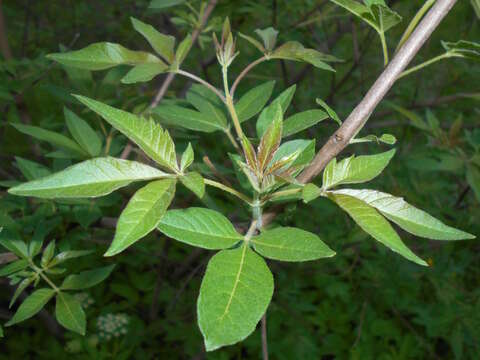 Image of Chinese Chaste-tree