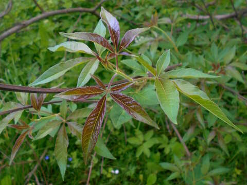 Image of Chinese Chaste-tree