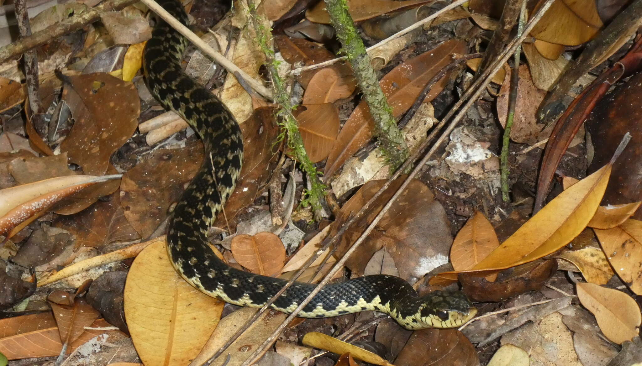 Image of Malagasy hognose snake