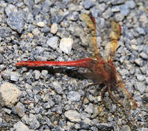 Image of <i>Sympetrum striolatum imitoides</i> Bartenef 1919