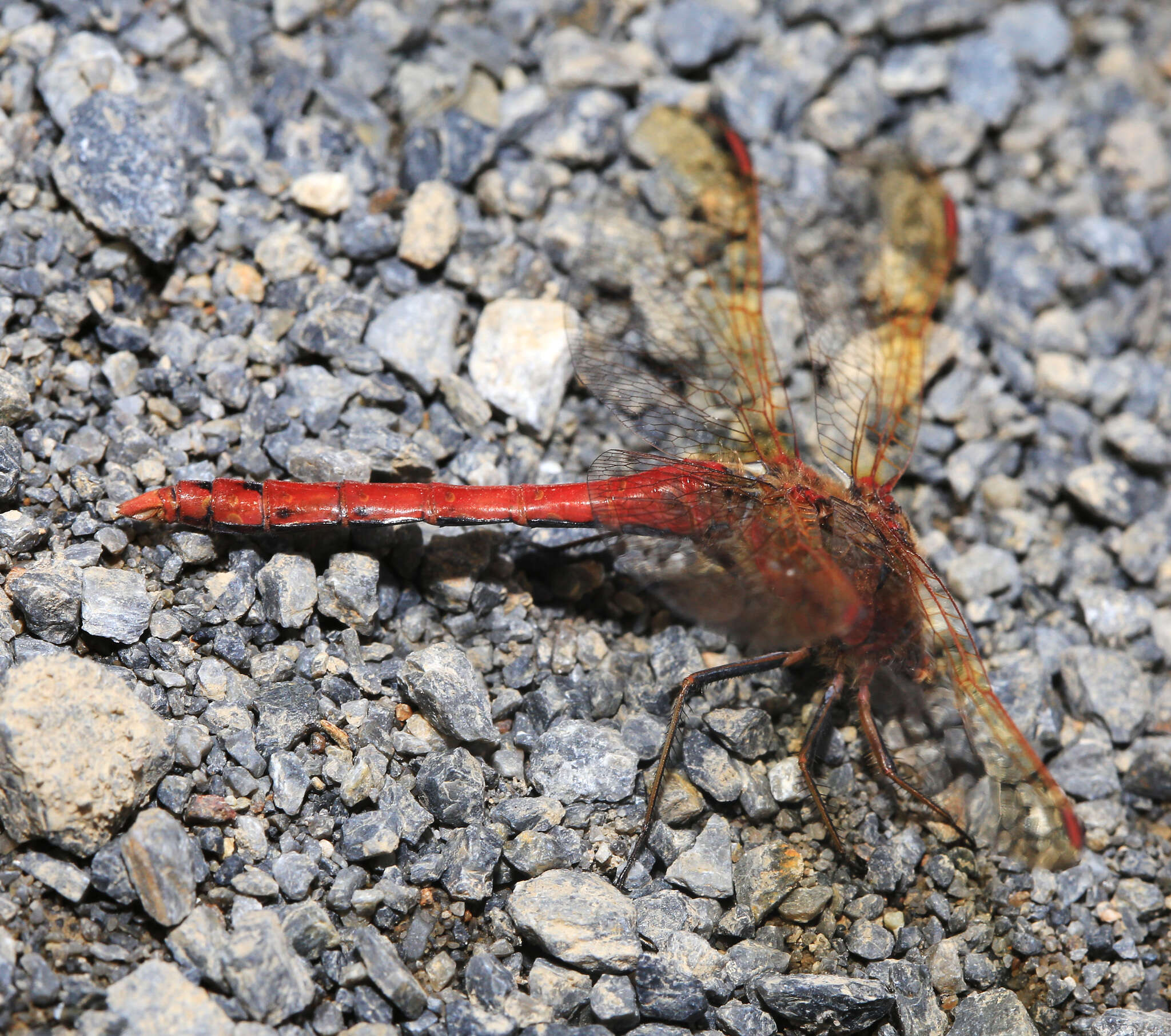 Image of <i>Sympetrum striolatum imitoides</i> Bartenef 1919