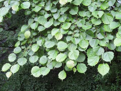 Image of Euptelea polyandra Siebold & Zucc.