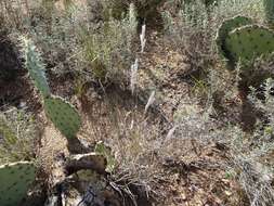 Image of Arizona cottontop