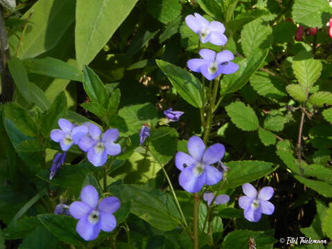 Viola portalesia C. Gay resmi