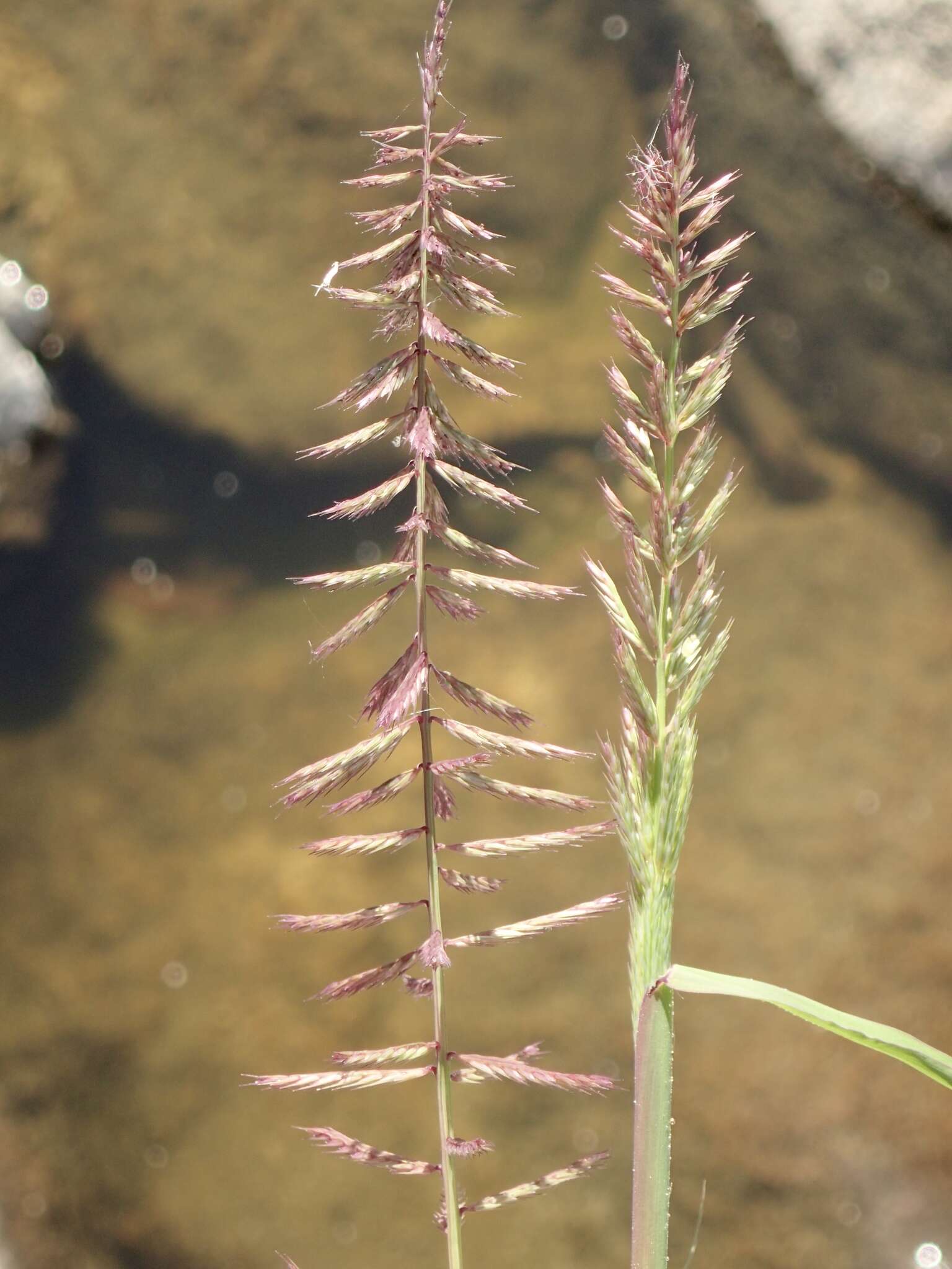 Image of viper grass