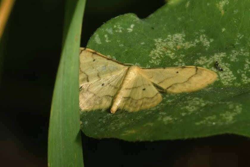 Image of Idaea politaria Hübner 1799