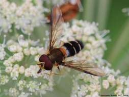 Image of Leucozona glaucia (Linnaeus 1758)