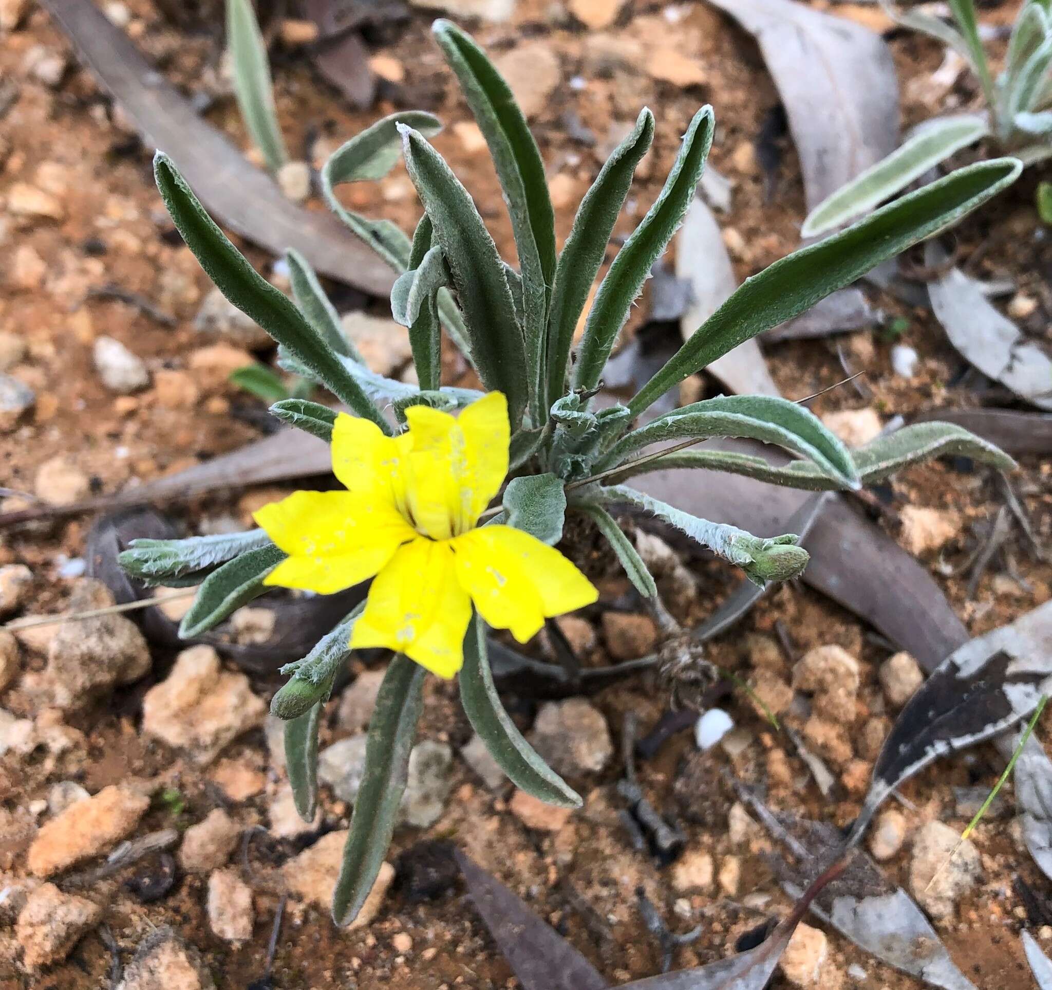 Image of Goodenia willisiana R. Carolin