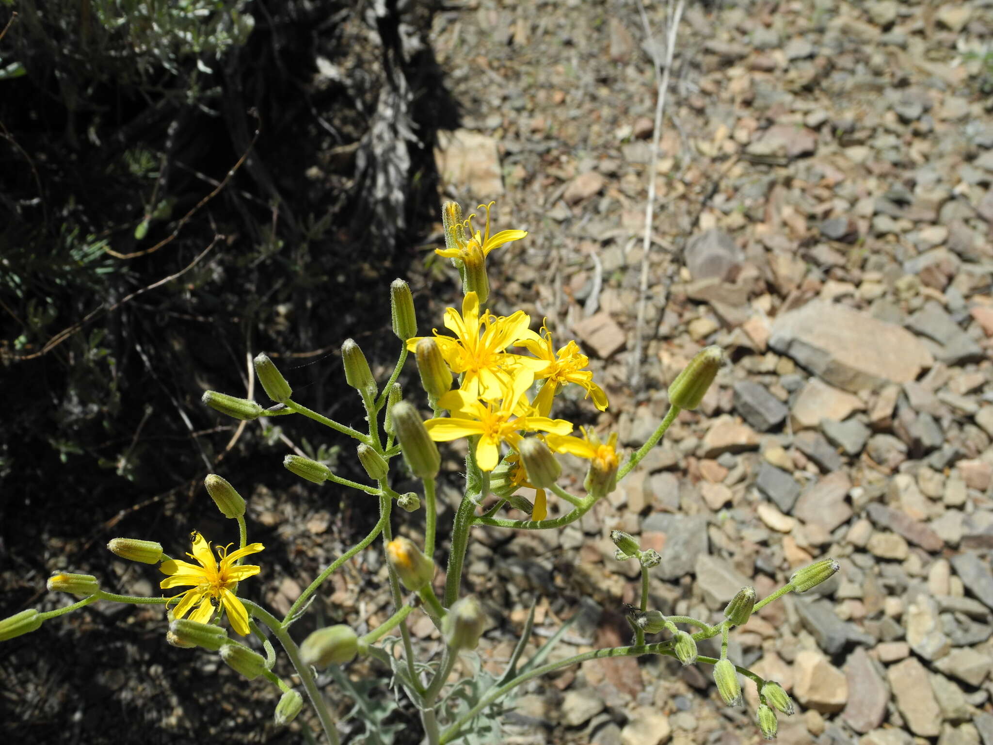 Image of limestone hawksbeard