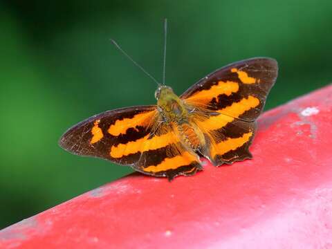 Image of Himalayan jester