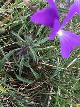 Image of Viola corsica subsp. ilvensis (W. Becker) Merxm.