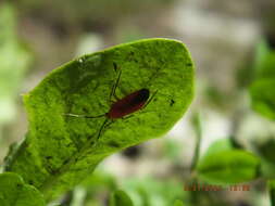 صورة Coccobaphes