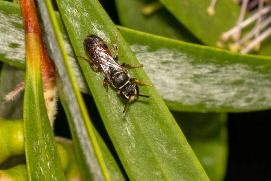 Image of Hylaeus littleri (Cockerell 1918)