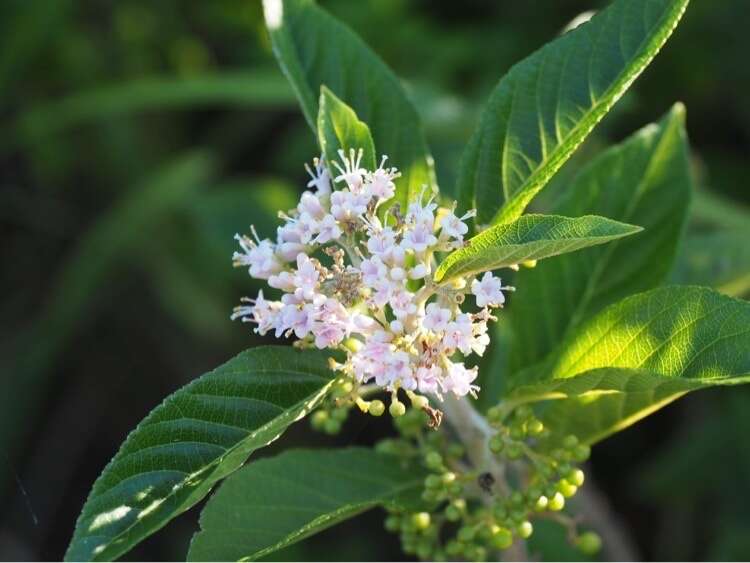 Image of Japanese callicarpa