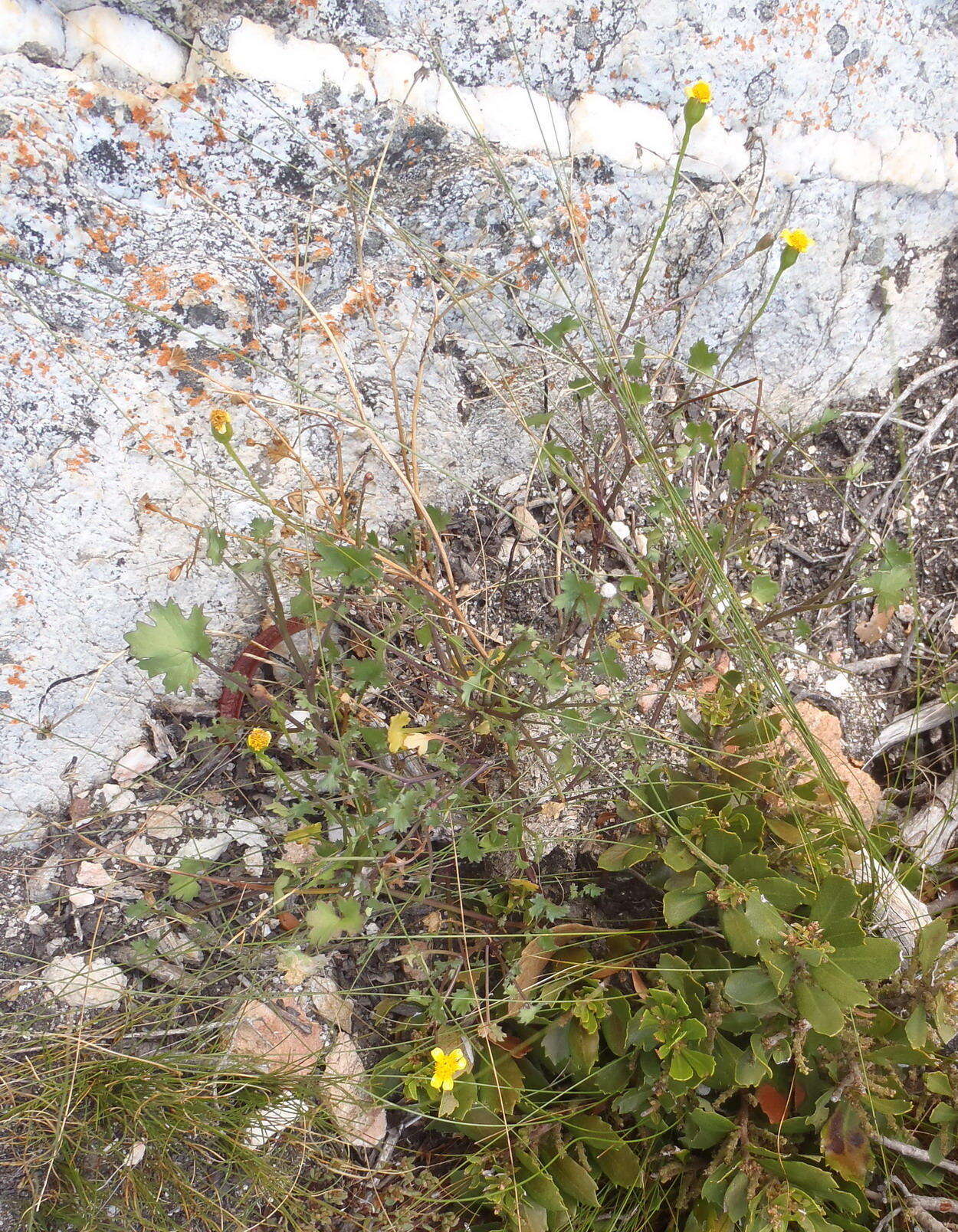 Image of Cineraria lobata subsp. lobata