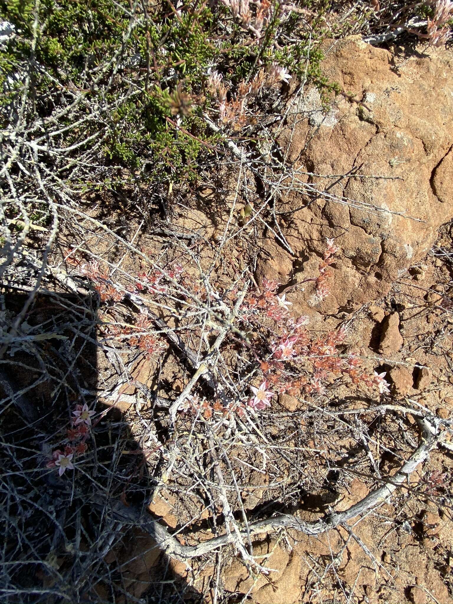 Imagem de Dudleya crassifolia Dodero & M. G. Simpson