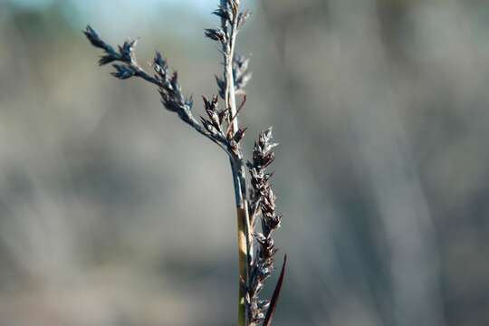 Image of Lepidosperma viscidum R. Br.