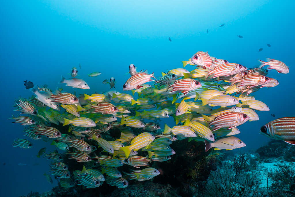 Image of Red Striped Squirrelfish