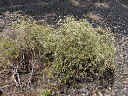 Image of crispleaf buckwheat