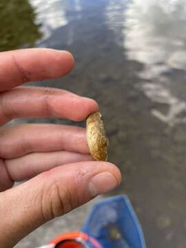 Image of Brook Wedge Mussel