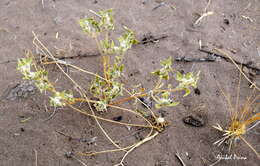 Image of Gomphrena mendocina (R. Phil.) R. E. Fries