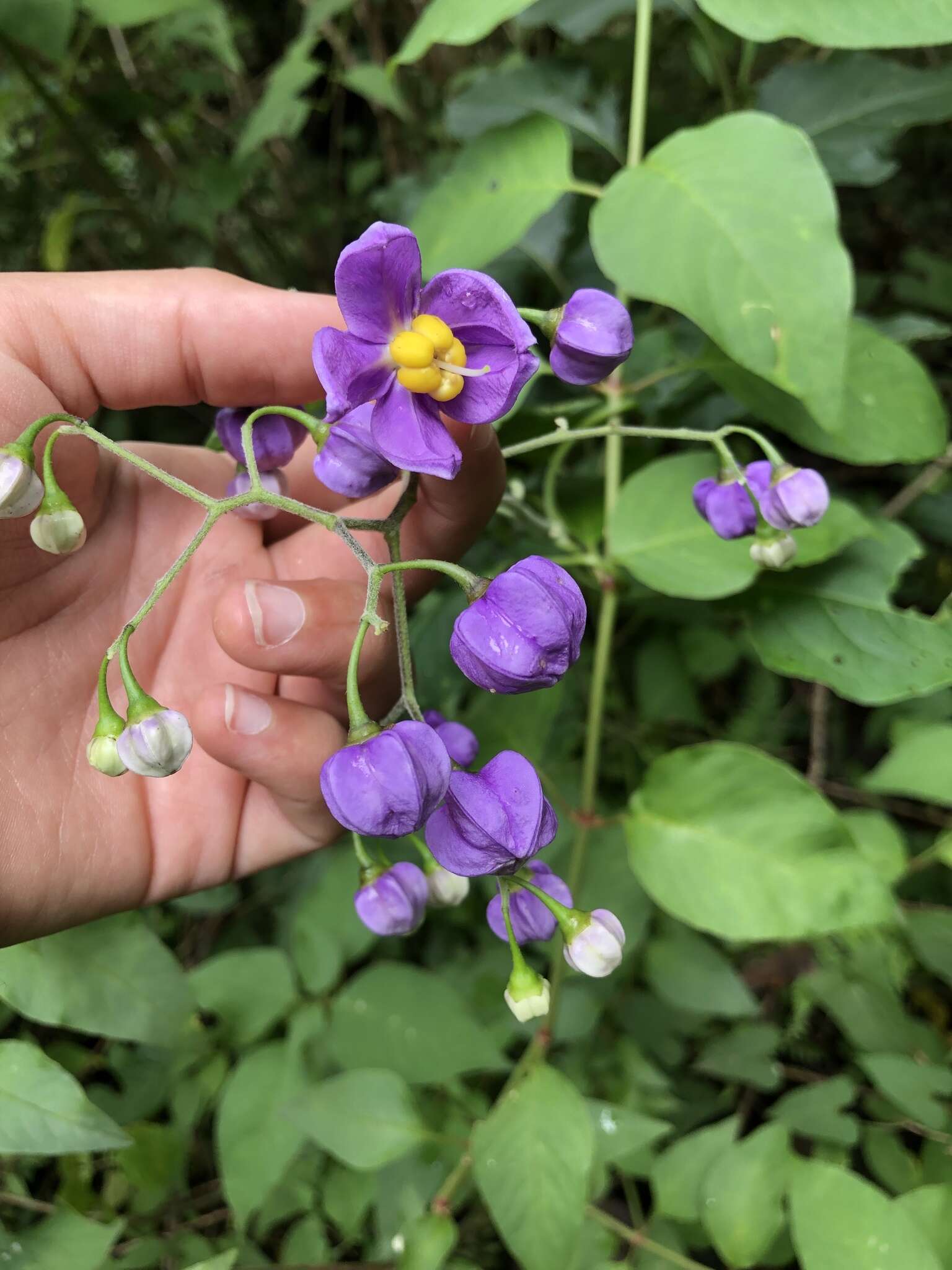 Image de Solanum dulcamaroides Dun.