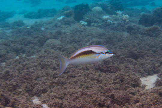 Image of Barred-face spine-cheek