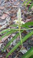 Image of Alpinia oxymitra K. Schum.