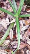 Image of Aloe rosea (H. Perrier) L. E. Newton & G. D. Rowley