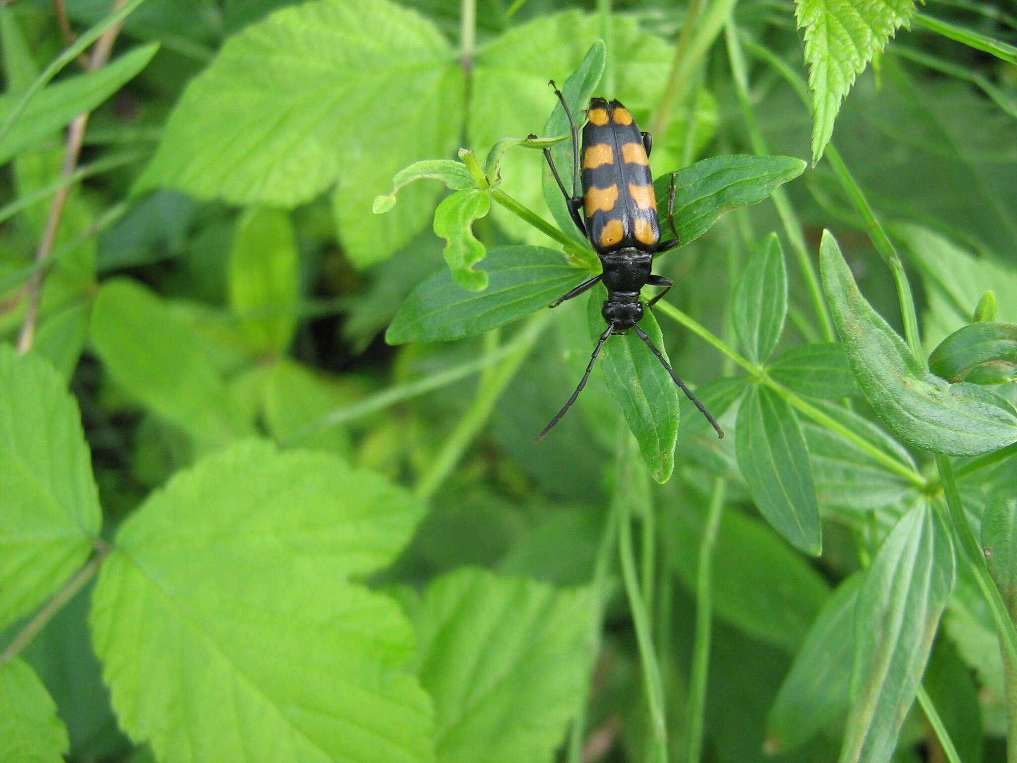 Image of Leptura quadrifasciata Linné 1758