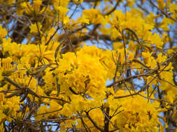 Image of Handroanthus ochraceus subsp. ochraceus