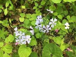 Image of wild blue phlox