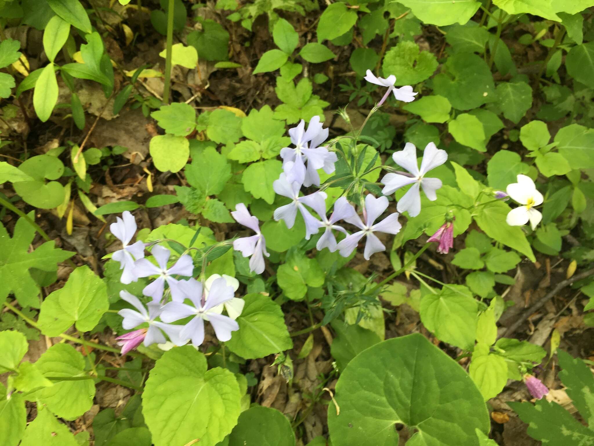 Phlox divaricata subsp. divaricata的圖片