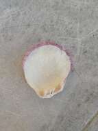 Image of Spinous Scallop
