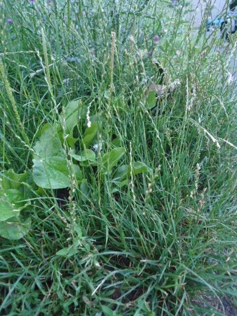 Image of perennial ryegrass