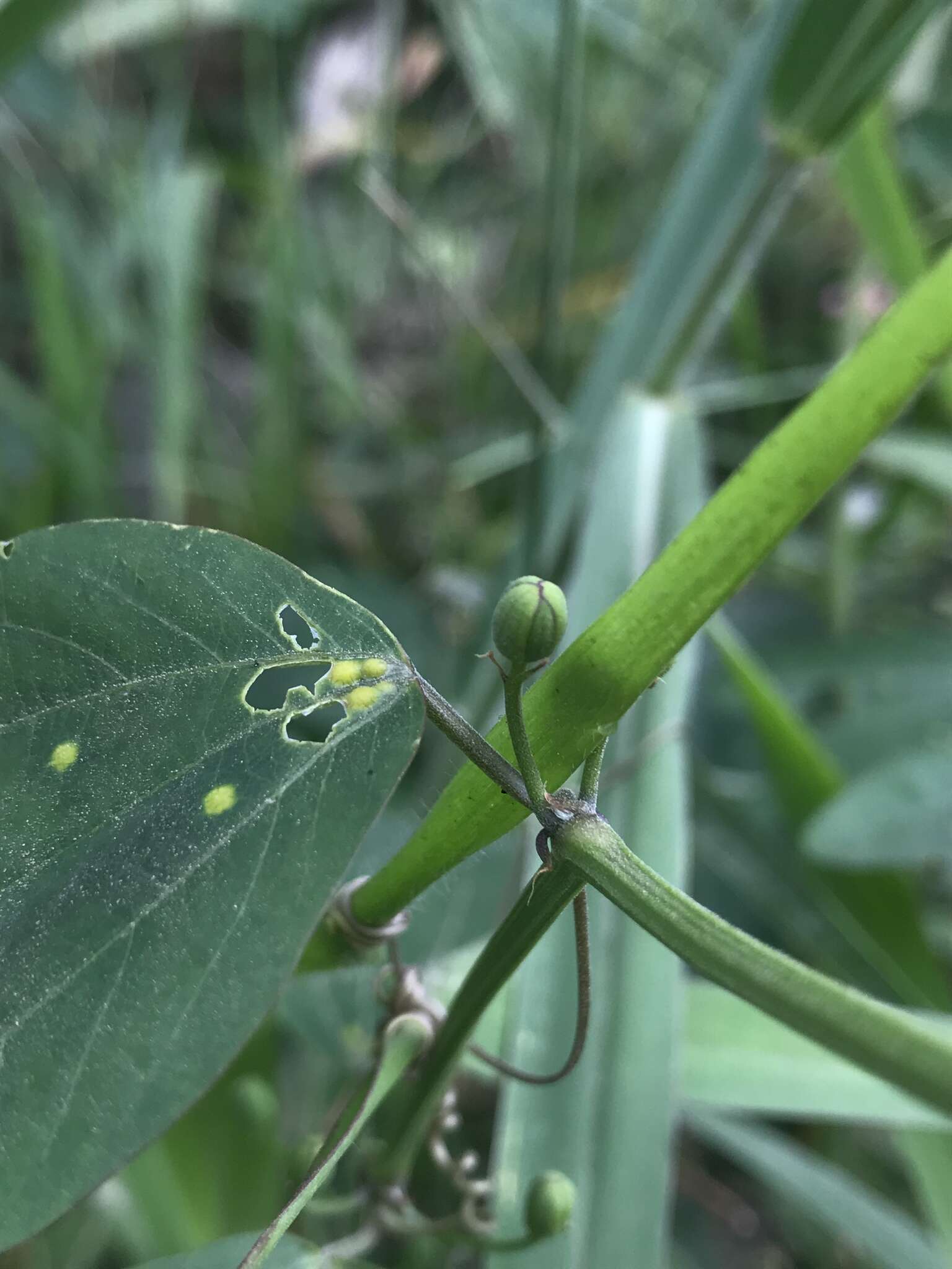 Image of Passiflora cuneata Willd.