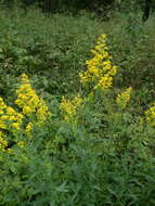 <i>Solidago</i> × <i>niederederi</i> resmi