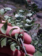 صورة <i>Clausena <i>anisata</i></i> var. anisata